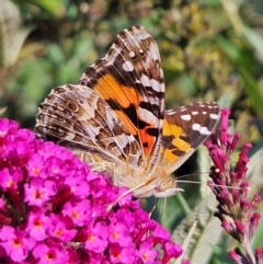 Vanessa kershawi (Australian Painted Lady) at QPRC LGA - 25 Feb 2024 by MatthewFrawley