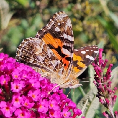 Vanessa kershawi (Australian Painted Lady) at QPRC LGA - 25 Feb 2024 by MatthewFrawley