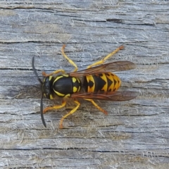 Vespula germanica (European Wasp, German Yellowjacket Wasp) at Kosciuszko National Park - 23 Feb 2024 by HelenCross
