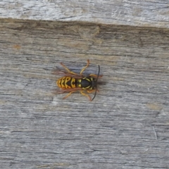 Vespula germanica at Kosciuszko National Park - 23 Feb 2024