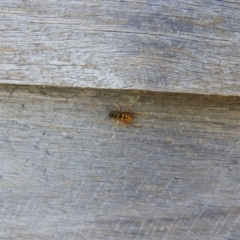 Vespula germanica at Kosciuszko National Park - 23 Feb 2024