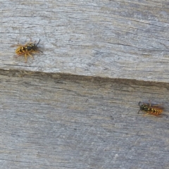 Vespula germanica at Kosciuszko National Park - 23 Feb 2024