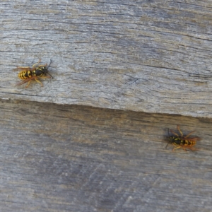 Vespula germanica at Kosciuszko National Park - 23 Feb 2024