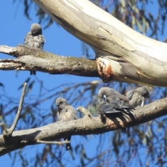 Artamus cyanopterus (Dusky Woodswallow) at Lions Youth Haven - Westwood Farm - 24 Feb 2024 by HelenCross