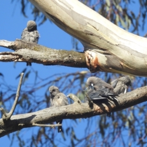 Artamus cyanopterus at Lions Youth Haven - Westwood Farm A.C.T. - 25 Feb 2024