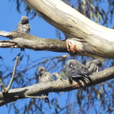 Artamus cyanopterus (Dusky Woodswallow) at Lions Youth Haven - Westwood Farm - 24 Feb 2024 by HelenCross