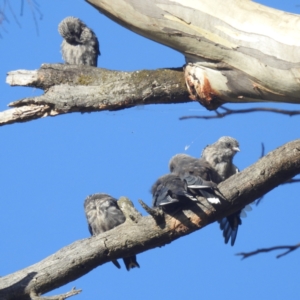 Artamus cyanopterus at Lions Youth Haven - Westwood Farm A.C.T. - 25 Feb 2024