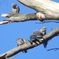 Artamus cyanopterus at Lions Youth Haven - Westwood Farm - 25 Feb 2024