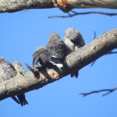 Artamus cyanopterus at Lions Youth Haven - Westwood Farm A.C.T. - 25 Feb 2024 08:39 AM