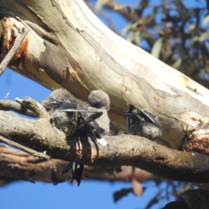 Artamus cyanopterus at Lions Youth Haven - Westwood Farm A.C.T. - 25 Feb 2024