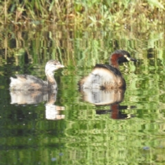 Tachybaptus novaehollandiae (Australasian Grebe) at Lions Youth Haven - Westwood Farm - 24 Feb 2024 by HelenCross