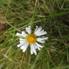 Brachyscome aculeata (Hill Daisy) at Bimberi, NSW - 23 Feb 2024 by HelenCross