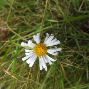 Brachyscome aculeata at Kosciuszko National Park - 23 Feb 2024