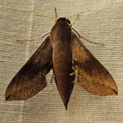 Hippotion scrofa (Coprosma Hawk Moth) at Braidwood, NSW - 25 Feb 2024 by MatthewFrawley