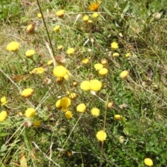 Leptorhynchos squamatus subsp. alpinus (Scaly Buttons) at Kosciuszko National Park - 23 Feb 2024 by HelenCross