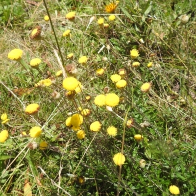 Leptorhynchos squamatus subsp. alpinus (Scaly Buttons) at Kosciuszko National Park - 23 Feb 2024 by HelenCross