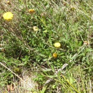 Leptorhynchos squamatus subsp. alpinus at Kosciuszko National Park - 23 Feb 2024