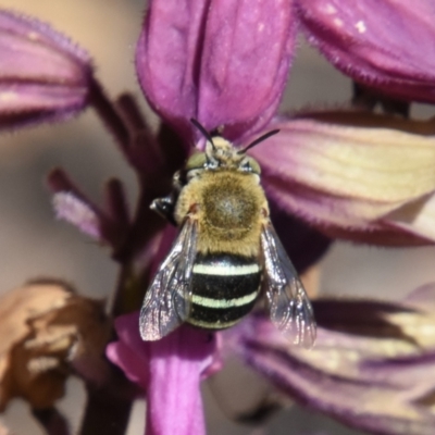 Amegilla sp. (genus) (Blue Banded Bee) at Jerrabomberra, NSW - 25 Feb 2024 by DianneClarke