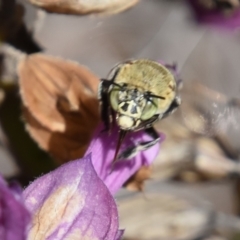 Amegilla sp. (genus) at QPRC LGA - suppressed