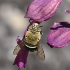 Amegilla sp. (genus) at QPRC LGA - suppressed