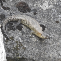 Egernia cunninghami (Cunningham's Skink) at Bimberi, NSW - 22 Feb 2024 by HelenCross