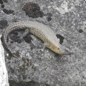 Egernia cunninghami at Kosciuszko National Park - 22 Feb 2024