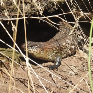 Egernia cunninghami at Kosciuszko National Park - 22 Feb 2024