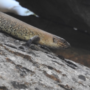 Egernia cunninghami at Kosciuszko National Park - 22 Feb 2024