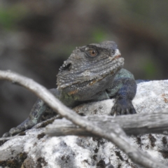 Intellagama lesueurii howittii (Gippsland Water Dragon) at Kosciuszko National Park - 22 Feb 2024 by HelenCross