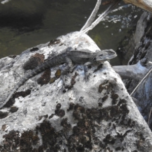 Intellagama lesueurii howittii at Kosciuszko National Park - 22 Feb 2024