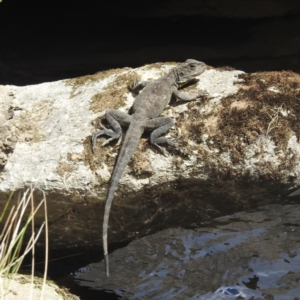 Intellagama lesueurii howittii at Kosciuszko National Park - 22 Feb 2024