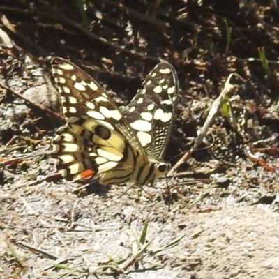 Papilio demoleus (Chequered Swallowtail) at Bimberi, NSW - 22 Feb 2024 by HelenCross