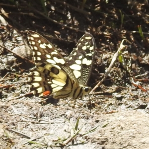 Papilio demoleus at Kosciuszko National Park - 22 Feb 2024