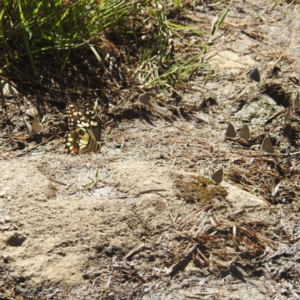 Papilio demoleus at Kosciuszko National Park - 22 Feb 2024