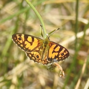 Oreixenica lathoniella at Kosciuszko National Park - 22 Feb 2024