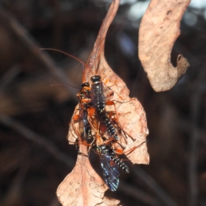 Echthromorpha intricatoria at Lions Youth Haven - Westwood Farm A.C.T. - 20 Feb 2024 07:30 PM