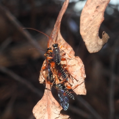 Echthromorpha intricatoria (Cream-spotted Ichneumon) at Lions Youth Haven - Westwood Farm - 20 Feb 2024 by HelenCross