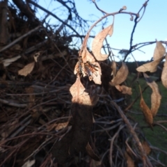 Echthromorpha intricatoria at Lions Youth Haven - Westwood Farm A.C.T. - 20 Feb 2024 07:30 PM