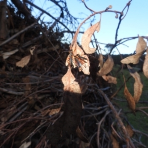 Echthromorpha intricatoria at Lions Youth Haven - Westwood Farm A.C.T. - 20 Feb 2024 07:30 PM