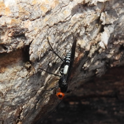 Braconidae (family) (Unidentified braconid wasp) at Lions Youth Haven - Westwood Farm - 20 Feb 2024 by HelenCross
