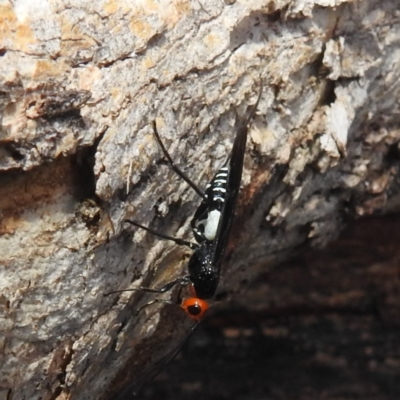 Braconidae (family) (Unidentified braconid wasp) at Lions Youth Haven - Westwood Farm A.C.T. - 20 Feb 2024 by HelenCross