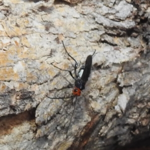 Braconidae (family) at Lions Youth Haven - Westwood Farm A.C.T. - 20 Feb 2024 07:33 PM