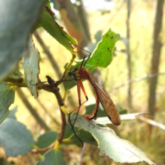 Harpobittacus australis (Hangingfly) at Kosciuszko National Park - 21 Feb 2024 by HelenCross