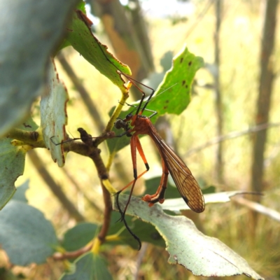 Harpobittacus australis (Hangingfly) at Kosciuszko National Park - 21 Feb 2024 by HelenCross