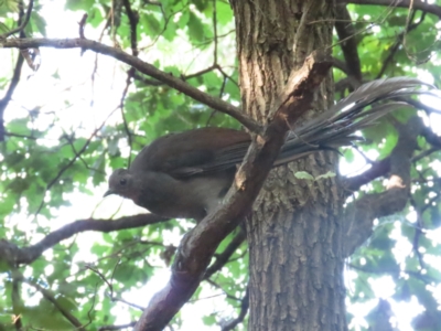 Menura novaehollandiae (Superb Lyrebird) at Saint Marks Grassland - Barton ACT - 25 Feb 2024 by BenW