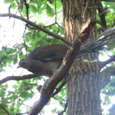 Menura novaehollandiae (Superb Lyrebird) at Barton, ACT - 25 Feb 2024 by BenW