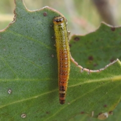 Paropsisterna hectica (A leaf beetle) at Broken Dam, NSW - 21 Feb 2024 by HelenCross