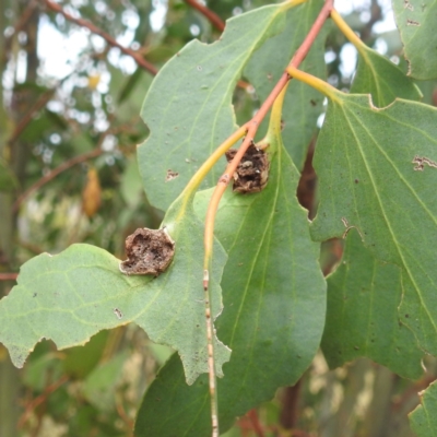 Unidentified Unidentified Insect Gall at Kosciuszko National Park - 21 Feb 2024 by HelenCross