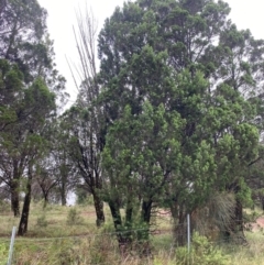 Callitris endlicheri at Red Hill Nature Reserve - 17 Jan 2024