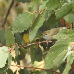 Acanthiza pusilla (Brown Thornbill) at Broken Dam, NSW - 21 Feb 2024 by HelenCross